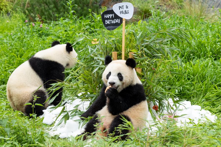 PandaS bekommen zum 2 Geburtstag eine Bambus Torte Zoo Berlin